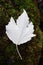 White Poplar Leaf on Moss