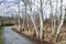 White poplar trees in the winter