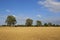 White poplars and golden stubble