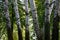 White poplars (populus alba) trunks