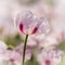 White poppies growing in massive numbers in fileds in Dorset