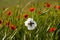 White poppy