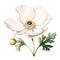 white poppy, anemone. spring flower in vintage style
