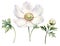 white poppy, anemone. spring flower in vintage style