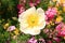 White poppy, Bright fresh flowers in the sunlight