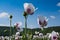 White poppy field