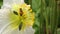 A white Poppy flower with bee