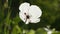 White poppy flower close up