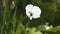 White poppy flower close up