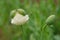 White poppy flower is opening under the bud and blurred bud