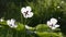 White poppy flowers close up