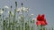 White poppy flowers in the field at spring time