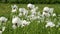 White poppy flowers in the field at spring time