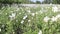 White poppy flowers field on windy weather