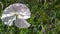 White poppy on a green background. Close-up of poppies on a sunny day.