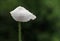 White poppy in rain