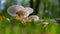 White porcelain mushrooms among the green moss