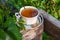 White porcelain tea cup on the wooden balcony green wild grapes background. Warm healthy herbal drink.Weekend breakfast