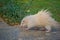 White porcupine in an open zoo