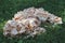 White-pored chicken of the woods fungus