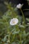 White portulaca oleracea in the garden