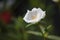 White portulaca oleracea in the garden