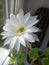 White pot cactus flower, golden torch