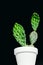 White pot with spiked green cactus plant on black background Opuntia ficus