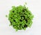 White pot with young basil