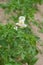 white potato flowers in the garden