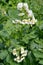 White potato flowers Solanum tuberosum L