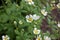 White Potentilla