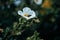 White Potentilla Abbotswood flower with a black bug in the garden in Italy