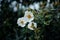 White Potentilla Abbotswood flower with a black bug in the garden in Italy