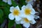 White Potentilla flowers close up