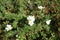 White Potentilla fruticosa \\\'Abbotswood\\\' blooms in the garden in August. Berlin, Germany