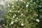 White Potentilla fruticosa \\\'Abbotswood\\\' blooms in the garden in September. Berlin, Germany