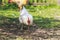 White poultry hen walks and pecks grain in the backyard of the