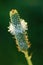 White prairie clover - Dalea candida