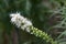 White prairie gay feather