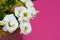 White prairie gentian against a pink background