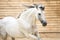 White PRE horse runs gallop in the manege