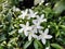 White pretty Jasmin flower in the open sky.