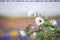 White prickly poppies in full bloom spring