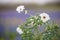 White prickly poppies in full bloom spring