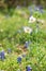 White Prickly Poppy and Blue Bonnets in the Texas hill country