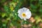 White Prickly Poppy in the Texas hill country