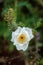 White prickly poppy wildflower on brown background