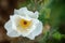 White prickly poppy wildflower on brown background