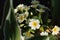 White primrose blooms in the shade of spring trees